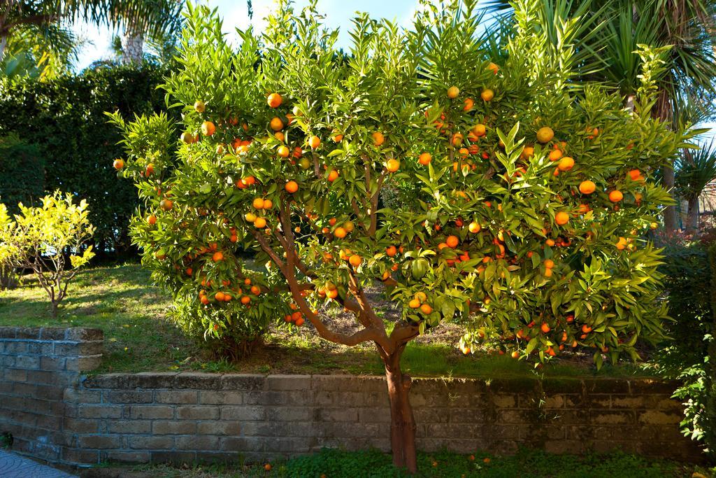 Aquilamaior Tragliata Luaran gambar